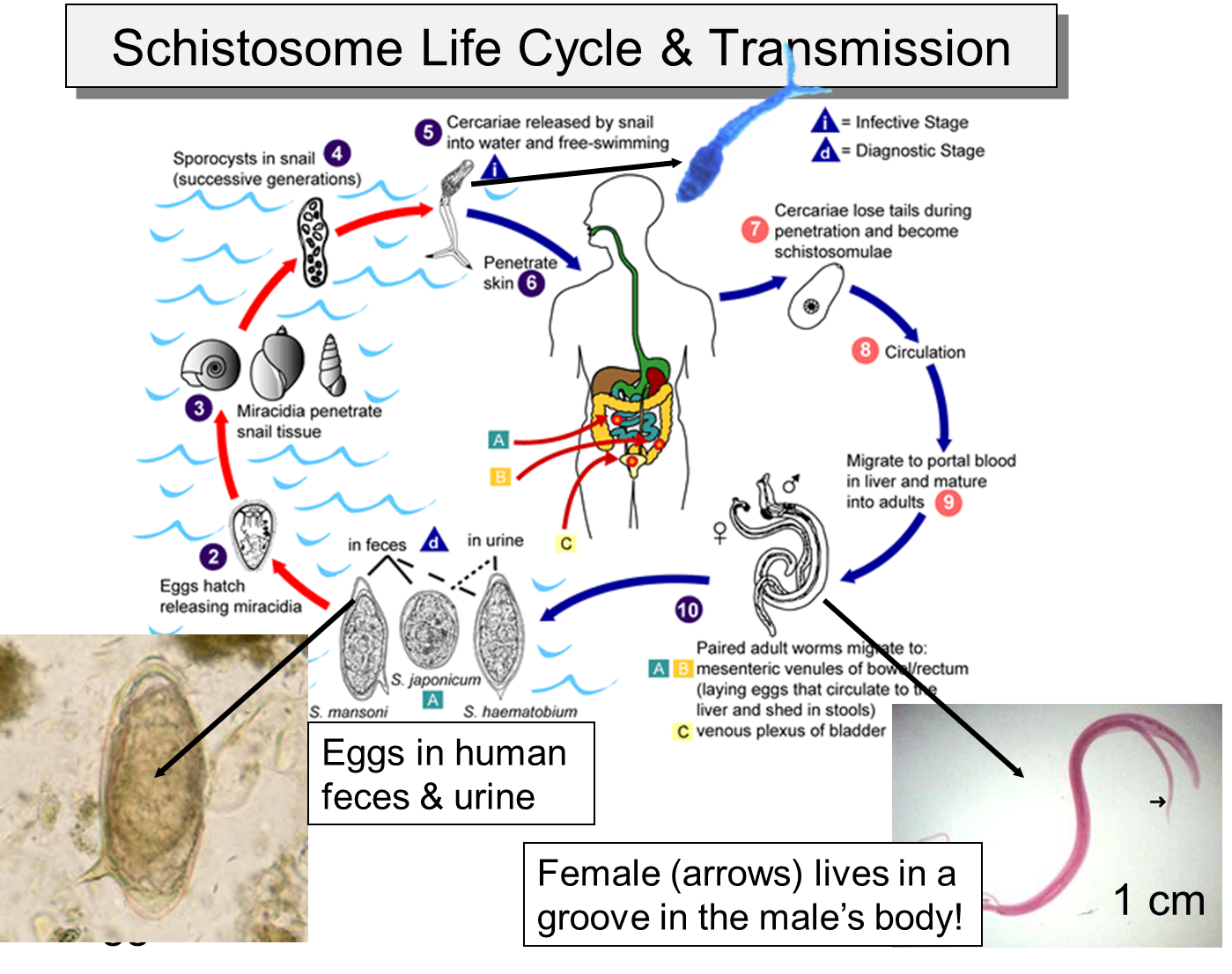 Schistosome Life Cycle.png